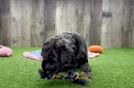 Meet Envy - our Mini Goldendoodle Puppy Video