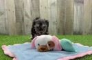 Yorkie Poo Puppy for Adoption