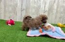 Meet Karissa - our Shih Poo Puppy Video  - Florida Fur Babies Best Shih Poo Baby