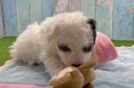 Cute Poochon Baby