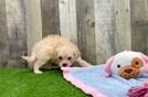 Best Maltipoo Baby