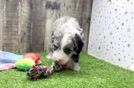 Meet Baloo - our Mini Sheepadoodle Puppy Video