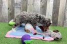 Funny Mini Bernedoodle Poodle Mix Pup