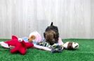 Cute Shih Poo Baby