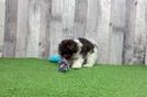 Fluffy Bichon Havanes Purebred Puppy