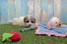 Havapoo Pup Being Cute