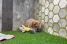 Maltipoo Puppy for Adoption