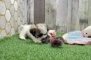 Meet Arielle - our Teddy Bear Puppy Video