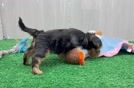 Best Yorkie Poo Baby