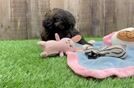 Funny Mini Aussiedoodle Poodle Mix Pup