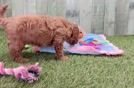 Meet Niles - our Cavapoo Puppy Video