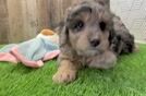 Petite Mini Aussiedoodle Poodle Mix Pup