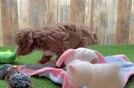 Small Cavapoo Baby