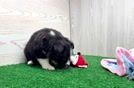 Best Mini Aussie Baby
