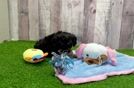Hypoallergenic Cavadoodle Poodle Mix Puppy