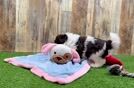 Best Havanese Baby