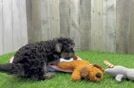 Smart Yorkie Poo Poodle Mix Pup