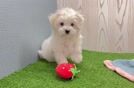 Friendly Maltese Baby