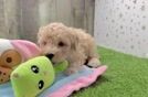 Fluffy Pudel Purebred Puppy