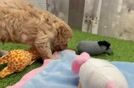 Meet Dale - our Cavapoo Puppy Video