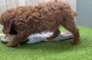Cavapoo Puppy for Adoption