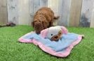 Meet Keebler - our Mini Goldendoodle Puppy Video