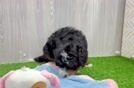 Popular Mini Bernedoodle Poodle Mix Pup