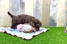 Best Cockapoo Baby
