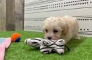 Best Maltipoo Baby