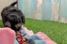 Adorable Yorkiedoodle Poodle Mix Puppy