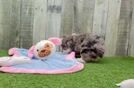 Little Aussiepoo Poodle Mix Puppy