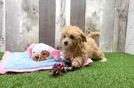 Adorable Malt Oodle Poodle Mix Puppy