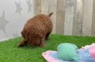 Mini Goldendoodle Pup Being Cute