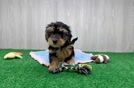 Energetic Yorkipoo Poodle Mix Puppy