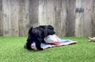 Funny Cavapoo Poodle Mix Pup