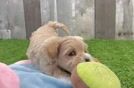 Cute Maltipoo Poodle Mix Pup