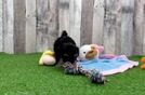 Meet Leland - our Poodle Puppy Video