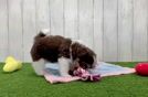 Meet Fancy - our Havanese Puppy Video