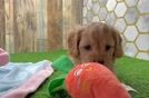 Cavapoo Pup Being Cute