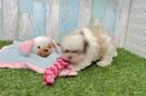 Petite Havanezer Purebred Puppy