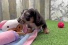 Cute Dachshund Baby