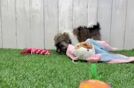 Fluffy Bichon Habanero Purebred Puppy