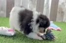 Pomeranian Puppy for Adoption