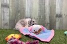 Best Mini Aussiedoodle Baby