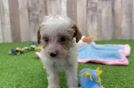 Poodle Puppy for Adoption