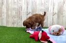 Fluffy Cavapoo Poodle Mix Pup