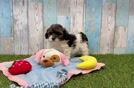 Meet Laverne - our Havapoo Puppy Video