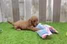 Best Cavapoo Baby