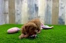 Playful Cocker Doodle Poodle Mix Puppy