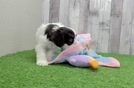 Best Cockapoo Baby
